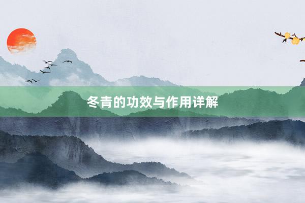 冬青的功效与作用详解